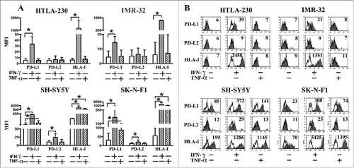 Figure 2. PD-L1 and PD-L2 expression in INFγ− or TNF-α−treated NB cell lines. Panel A: cytofluorimetric analysis of the expression of PD-L1, PD-L2 and HLA-I in representative MYCNampl (HTLA-230, IMR-32) and non-MYCNampl (SH-SY5Y and SK-N-F1) cell lines cultured for 48 h either in the absence (white bars) or in the presence of IFNγ (gray bars) or TNF-α (striped bars). Mean of MFI and 95% confidence intervals are indicated. *p < 0 .05. Panel B: Representative cytofluorimetric analysis of PD-L1, PD-L2 and HLA-I expression in untreated or cytokine-treated NB cell lines. White profiles refer to cells incubated with isotype-matched controls. Values inside each histogram indicate the MFI.