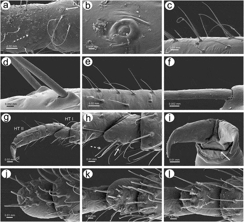 Figure 19. SEM of legs sensilla of apterous viviparous female of S. yushanensis: (a) campaniform sensilla on the inner side of hind trochanter (solid arrow) and hind femur (dotted arrow), (b) ultrastructure of campaniform sensillum on trochanter with visible pore (star), (c) trichoid sensilla on hind femur, (d) ultrastructure of tibial trichoid sensilla and their sockets, (e) trichoid sensilla on hind tibia, (f) ultrastructure of tibial trichoid sensillum and its socket, (g) hind tarsus, (h) two kinds of sensilla on ventral side of HTI – long sensilla (dotted arrow) and short, peg-like sensilla (solid arrow), (i) apical part of HT II with claws and residual, almost invisible parempodia (empodial setae) (arrow), (j) first segment of fore tarsus with largest number of peg-like sensilla, (k) first segment of middle tarsus with medium number of peg-like sensilla, (l) first segment of hind tarsus with smallest number of peg-like sensilla, HT I-first segment of hind tarsus, HT II-second segment of hind tarsus, cl-claws.