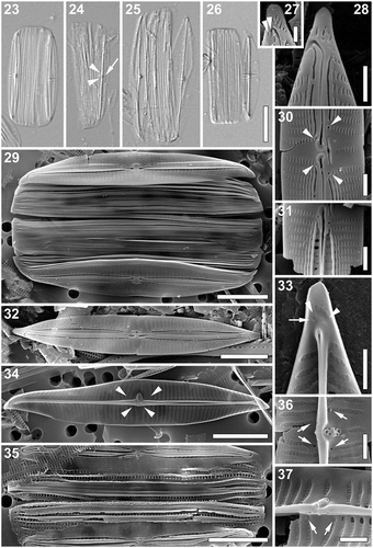 Figs 23–37. Proschkinia maluszekiana. Figs 23–26. Light micrographs showing frustules with partially detached or missing valves. Fig. 24. Specimen showing the rimmed central raphe endings (arrowheads) and fistula opening (arrow). Figs 27–37. Scanning electron micrographs. Fig. 27. Detail of the apex showing two small areolae at the end of the terminal raphe fissure (arrowheads). Fig. 28. Apical part of the valve (external view). Fig. 29. Specimen with partially detached valves. Arrows indicate elongated areolae present at the valve apices. Fig. 30. External view of the central part of the valve with four rounded pores adjacent to each of the striae bordering the central area (arrowheads). Fig. 31. External view of the central part of the valve with broken conopeum revealing the central longitudinal rows of large rectangular areolae. Fig. 32. External view of the valve. Fig. 33. Internal view of the apical part of the valve showing the curved thickening (arrowheads) with a single areola at its end (arrow). Fig. 34. Internal view of the valve. Arrowheads indicate four pores adjacent to each of the complete central striae on both sides of the raphe occluded by rounded domed hymenes. Fig. 35. Eroded frustule revealing internal perforations on the folded girdle bands. Figs 36, 37. Internal view of the central part of the valve with partially eroded occlusion of the fistula revealing a series of supporting stellately arranged struts and four pores with rounded domed hymenes (arrows). Scale bars: Figs 23–26: 10 µm, Figs 29, 32, 34, 35: 5 µm, Figs 28, 30, 31, 33, 36, 37: 1 µm, Fig. 27: 500 nm.