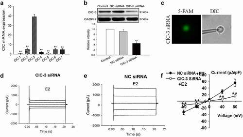 Figure 3. ClC-3 protein expression and E2-activated chloride currents were decreased by ClC-3 siRNA in Nthy-ori3-1 cells. (a) Quantitative analysis of ClC mRNA expression (mean ± SE, n = 3, **P < 0.01, vs ClC-3). (b) Knockdown ClC-3 proteins expression by ClC-3siRNA (ClC-3siRNA), but not by the negative control siRNA (NC-siRNA) (n = 3, **P < 0.01, vs Control). The Cl− currents of the cells with green fluorescence (indicating successful transfection of the FAM carboxy fluorescein-labeled siRNA) were recorded with the patch clamp technique under the fluorescence microscope. (c) Recording pipettes and the siRNA-transfected cells with green fluorescence. (d) and (e) The typical current traces of E2-induced Cl− currents in the cells treated with the ClC-3 siRNA and NC-siRNA, respectively. (f) I–V relationships of the E2-induced currents in ClC-3 siRNA and NC-siRNA groups (mean± SE, n = 5, **P < 0.01 vs NC-siRNA)