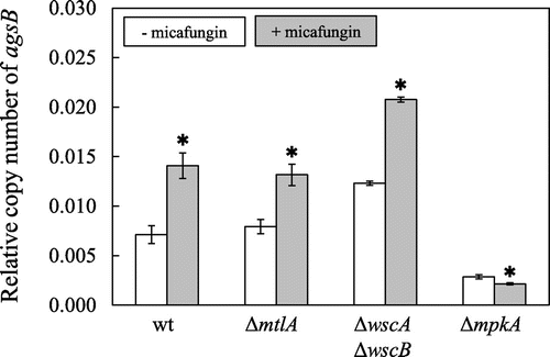 Fig. 7. Level of transcription of agsB following exposure to micafungin in the Wt, ΔmtlA, ΔwscA ΔwscB, and ΔmpkA strains.Note: Strains were cultured at 30 °C for 18 h, and then micafungin was added to the medium and transcription of agsB and the histone H2B gene was measured at 0 and 30 min. The copy number of the histone H2B gene was used as housekeeping control. The y-axis shows the level of mRNA relative to that of the histone H2B gene. *Statistically significant difference (p < 0.05, Welch’s t-test) relative to the result obtained at 0 min.