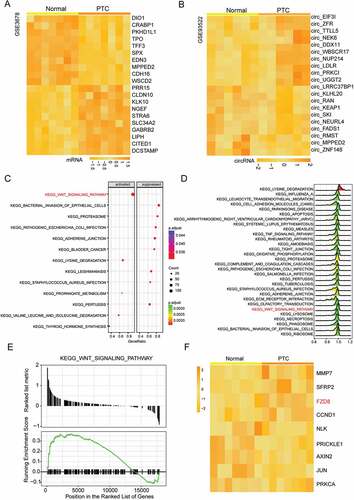 Figure 1. The differentially expressed mRNAs, circRNAs and signaling pathway in thyroid cancer. (a) The heat map of top 10 most up-regulated and down-regulated mRNAs in thyroid cancer tissues analyzed from microarray GSE3678. (b) The heat map of top 10 most up-regulated and down-regulated circRNAs in thyroid cancer tissues analyzed from microarray GSE93522. CircNEK6 was up-regulated in thyroid cancer. (c) The dotplot of significantly altered pathways in thyroid cancer tissues analyzed by GSEA. The Wnt signaling pathway was activated. The enrichment significance (the adjusted P value) was reflected by the color intensity of the nodes. The node size represented the gene count in the analyzed gene set. The gene ratio in the horizontal axis represented the proportion of differential genes in the gene set. (d) The joyplot of significantly altered pathways in thyroid cancer tissues analyzed by GSEA. The Wnt signaling pathway was activated. The enrichment significance (the adjusted P value) was reflected by the color intensity of the peaks. Pathways with ridges on the right side of 0 were up-regulated. (e) The GSEA enrichment plots of genes involved in the Wnt signaling pathway analyzed by GSEA. Most genes were up-regulated in thyroid cancer tissues as the ranked list metric and running enrichment score of them were larger than 0. (f) The heat map of differentially expressed mRNAs in the Wnt signaling pathway analyzed from microarray GSE3678. FZD8 was up-regulated in thyroid cancer tissues. The screening conditions of microarray analysis were |log2(FC)| > 1 and P.adjust < 0.05.