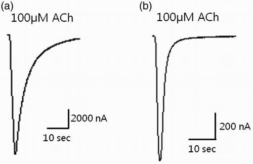 Figure 6. Expression studies in which cDNA-derived cRNA was injected into the cytoplasm of Xenopus laevis oocytes. (a) Co-injection of Rα4 + Rβ2 (control) and (b) Rα4 + Pajβ1 (sample). The peak of the ACh (100 μM)-gated current response is shown.