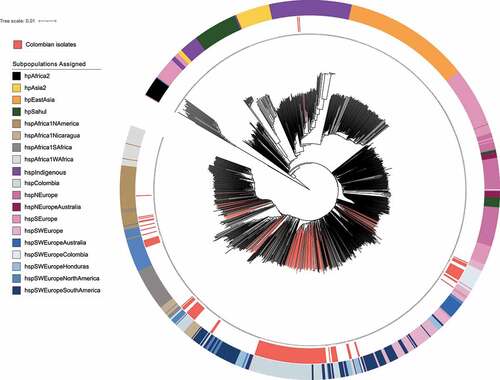 Figure 2. Phylogenetic reconstruction of the 1245 H. pylori strains based the coregenome SNPs. the phylogenetic tree was calculated using the neighbor – joining model in MEGA X v10.2.6 and it was edited in iTOL v4. The blue highlighted background indicates the group formed by the Colombian strains belonging to the hspSWEuropeColombia subpopulation (n = 18) and the coral shows the groups formed by Colombian strains belonging to the hspColombia (n = 105). The internal ring and coloured branches represent the 154 Colombian H. pylori isolates analysed; the colours of the outer ring represent the H. pylori subpopulations assigned in the population structure analysis. Non clear separation of European and Latin American subpopulations was observed.