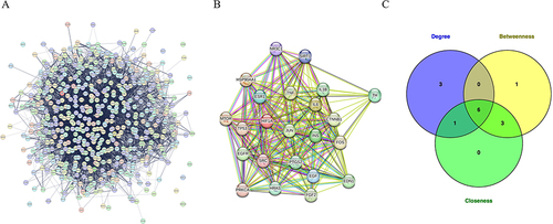 Figure 5 Protein-protein interaction network. (A) PPI network generated through STRING. (B) PPI network generated through Cytoscape. (C) Key target was further screened by betweenness centrality (BC), closeness centrality (CC), and degree centrality (DC).