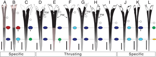 Figure 7. A–L, comparison among selected fossils and extant marlin species with emphasis on the rostral morphology and its cross-sections at 0.5 and 0.25 L; A, reconstruction of the rostrum of †Prototetrapturus courcelli gen. et. comb. nov. (MNHN P250); B, reconstruction of the rostrum of †Spathochoira calvertense gen. et. comb. nov. (USNM 9344); C, †Morgula donosochagrense gen. et sp. nov. (MUPAN–STRI31293); D, †Makaira colonense sp. nov. (MUPAN–STRI31292); E, reconstruction of the rostrum of Makaira panamense (USNM 181710); F, reconstruction of the rostrum of †Makaira belgica (MAUL 917/1) from the late Miocene of Italy; G, †Makaira fierstini sp. nov. (USNM 358534); H, Makaira nigricans (USNM 196019); I, Istiompax indica (LACM 25509); J, Kajikia albida (USNM 360507); K, Kajikia audax (USNM 372777); L, Istiophorus platypterus (MNHN A-9463). The white circle indicates the point where fused prenasals start to divide in two separate bones, if this point is more distal, the narial cavity is longer and rostrum is more open. Arrows indicates where premaxillaries protrude from prenasals in Makaira ssp., the outer projection of the prenasals is represented by an angle symbol. Cross-sections at 0.5 and 0.25 L: blue is oval shape, light blue is oval shape compressed laterally (borders could be more angular instead of smooth and prenasals are embedded into premaxillaries; see Fig. 9H), green is round, yellow is oval highly depressed (almost plane), red represents other shapes (see Fig. 9A, J). Pink water mark indicates the reconstructed sections. Different rostrums are labelled according the observed or inferred feeding strategy. Thrusting refers to rostrums used mostly for direct impacts and specific refers to rostrums used in multidirectional, lateral or complex feeding strategies. Scale bars = 10 cm.