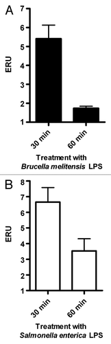 Figure 1. LPS treatment causes a transient increase in VAMP3 mRNA expression. Expression of VAMP3 mRNA was analyzed in J774.A1 cells treated with either S. enterica serotype Minnesota LPS (SeM) or B. melitensis LPS. J774.1 cell were incubated for 30 or 60 min at 37°C in the presence of 200 ng/ml of SeM LPS or B. melitensis LPS. VAMP3 mRNA was quantified as described in Materials and Methods. Values are expressed in expression relative units (ERU). Bars represent the fold increase compared with its respective control cells at the same time points, by the Pfaffl equation. The results are representative of three independent experiments conducted in triplicate.