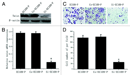 Figure 3. Decreased invasion ability of EC109-P cells by inhibiting twist expression. (A) western blot and (B) real time PCR analysis of twist expression in siRNA transfected EC109-P cells and controls. (C and D) Transwell assays for siRNA transfected cells and controls. A representative of each one is presented (Original magnification, 100x). The mean values of three repetitions are presented. *Statistical significance (p < 0.05, Si-EC109-P vs. EC109-P or Con-EC109-P cells).
