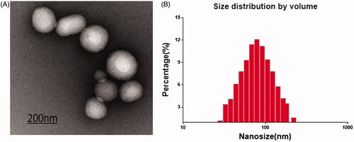 Figure 1. PATRC characterization. (A) The nanometer of PATRC was tested by the size analyzer of dynamic light scattering (DLS); (B) The solution of PATRC was added onto the copper wire, and the morphology characterization was observed through dying with uranyl acetate for transmission electron microscopy (TEM).