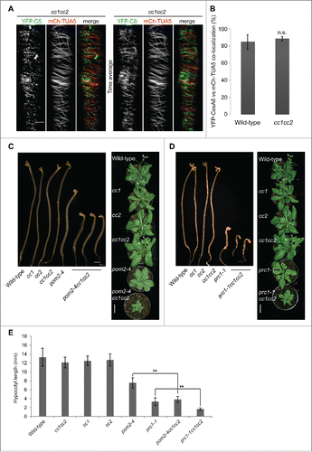 Figure 1. (A–B) Association of CesAs and microtubules in cc1 cc2 mutants. (A) Spinning disc confocal microscopy of a hypocotyl cell of a 4-day-old etiolated cc1 cc2 seedling expressing YFP-CesA6 (YFP-C6) and mCHERRY-TUA5 (mCh-TUA5). Seedlings were germinated and grown for 2 days on MS plates, and were then transferred to plates containing 100 mM NaCl. After 2 days growth on the salt-containing media the dual-labeled line were imaged by spinning disc confocal microscopy.Citation11 In single frame images (left panel) the majority of YFP-CesA6 foci co-localize with microtubules. The overlapping signal of YFP-CesA6 and mCh-TUA5 in time averages (150 frames, 5 sec interval) indicating that CESAs move along trajectories of cortical MTs in cc1 cc2 double mutants. Bar = 5 µm. (B) Quantification of co-occurrence of YFP-CesA6 and mCh-TUA5 signals in time average images as those in (A). Both markers show identical values for co-localization in cc1 cc2 and wild-type (p-value = 0.4, Welch's unpaired t-test). (C–D) Genetic interaction of cc1 cc2 with pom2-4 or prc1-1. (C) Five-day-old Col-0, cc1, cc2, cc1 cc2, pom2-4 and cc1 cc2 pom2-4 seedlings grown on MS media (left panel). Bar = 1 mm. Five-week-old Col-0, cc1, cc2, cc1 cc2, pom2-4 and cc1 cc2 pom2-4 plants grown on soil (right panel). Note the reduced hypocotyl length and growth of cc1 cc2 pom2-4 compared to pom2-4, respectively. Bar = 2 cm (D) Five-day-old col-0, cc1, cc2, cc1 cc2, prc1-1 and cc1 cc2 prc1-1 seedlings grown on MS media (left panel). Bar = 1 mm. Five-week-old col-0, cc1, cc2, cc1 cc2, prc1-1 and cc1 cc2 prc1-1 plants grown on soil. Note the reduced hypocotyl elongation and rosette size of cc1 cc2 prc1-1 in comparison to prc1-1, respectively. Bar = 2 cm. (E) Quantification of hypocotyl length of genotypes from C and D; n=30 seedlings. **p ≤ 0.001. Student's t test, error bars are SD.