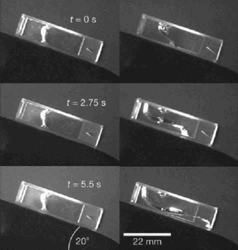 Figure 9. Tilted cuvettes filled with an actin gel allow to observe the gel's flow behavior. Left side: ATP depleted conditions lead to non-motile myosin motors that essentially function as cross-linkers. Right side: in the presence of ATP, the motors are active and increase the filament transport making the gel significantly more fluid-like Citation97.