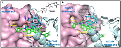 Figure 2. The binding modes of RO2443 with MDM2 and MDMX. One protein monomer is shown as a light-pink surface, and the other as an aquamarine cartoon. (A) The co-crystal structure of RO2443 with MDM2 (PDB: 3VBG); (B) The co-crystal structure of RO2443 with MDMX (PDB: 3U15).