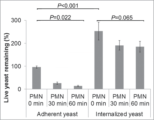 Figure 5. Killing of adherent C. parapsilosis. PMN efficiently killed adherent yeast cells (14% remaining at 1 h, P = 0 .022), but killing of internalized yeast was much less efficient (73% remaining, P = 0 .065). The number of live yeast cells remaining from each condition was measured by plating and colony count, with 100% representing the colony count in the absence of PMN for adherent yeast cells. For adherent C. parapsilosis most of the killing occurred in the first 30 minutes of neutrophil treatment. For internalized C. parapsilosis, relatively few yeast cells were killed even after 1 hour PMN treatment. During the 4 hours of the internalization process, C. parapsilosis replicated within endothelial cells, as can be seen by the increased live yeast remaining (2.5-fold increase). Data represent means and SEMs from 7 independent experiments.