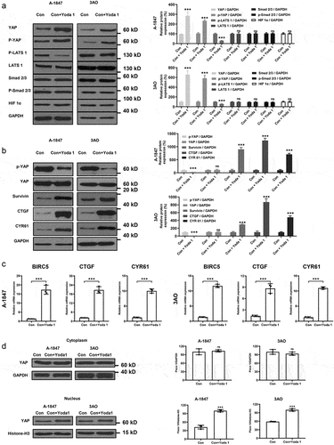 Figure 5. Activation Piezo1 inhibits hippo/YAP signaling activation. (a and b) Western blot and semi-quantitative analysis of protein expression. (c) mRNA levels of hippo signaling components measured by RT-PCR. (d) Western blot and semi-quantitative analysis of protein expression of YAP in the cytoplasm and nucleus. Data were expressed as mean ± SD. ***p < 0.001.