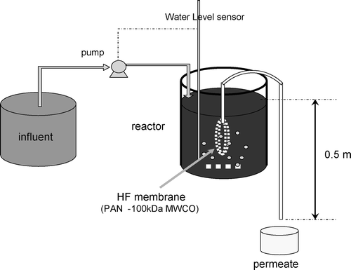 Figure 1 Configuration of the submerged membrane reactor.