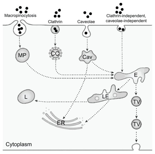 Figure 2 Simplified representation of active uptake mechanisms in nonphagocytic cells.Notes: Nanoparticle (●) uptake has been evaluated mainly according to macropinocytosis, represented here as only one route, through macropinosome (MP), clathrin-mediated uptake by clathrin-coated pits (CC), and caveolae-dependent uptake by caveosomes (Cav). Uptake by clathrin-independent caveolae-independent endocytosis, which includes flotillin-, Arf6-, Cdc42-, and RhoA-dependent uptake, is also presented as only one route. Fluid-phase endocytosis, which mainly uses the clathrin-coated pits, is not depicted as a separate route. All pathways deliver their content to endosomes (E), late endosomes (LE) and lysosomes (L); the content of caveolosomes may also be delivered to the endoplasmic reticulum (ER) and the Golgi apparatus. Vesicular transport through the cell occurs through transcytotic vesicles (TV). © 2012, Elsevier. Reproduced with permission from Fröhlich E, Roblegg E. Models for oral uptake of nanoparticles in consumer products. Toxicology. 2012;291(1–3):8.Citation179