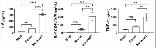 Figure 8. Bm-wadC mutant Brucella induced higher cytokine secretion than Bm-wt strain in infected mice. C57BL/6J mice were non-treated (Mock) or infected with B. melitensis 16M reference (Bm-wt) strain or Bm-wadC mutant strain for 8 days. Cytokine secretion was determined in sera by ELISA. Data obtained from 3 experiments, each with n = 3 animals per condition, are displayed. All error bars are standard deviations obtained from pooled data. Statistical analysis was performed with the parametric one-way ANOVA test, followed by variance analysis with the Tukey and Dunnett test. Significance was defined when P values were less than 0.05 (#, P < 0.05).