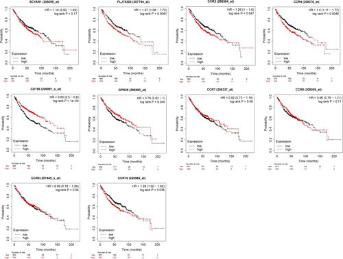 Figure 5 Overall survival curves for the expression of CC chemokine receptors in LUAD patients (Kaplan–Meier Plotter).
