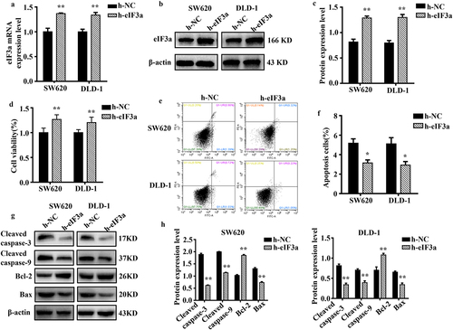 Figure 4. Overexpression of eIf3a inhibited apoptosis and promoted the proliferation of colorectal cancer (CRC) cells. (a) eIF3a mRNA expression levels in h-eIf3a-transfected SW620 and DLD-1 cells were detected using real-time PCR; (b, c) eIf3a protein levels following h-eIf3a transfection were detected via western blotting; (d) Cell proliferation following h-eIf3a transfection was detected using MTT assay; (e, f) the apoptosis rate of cells following h-eIf3a transfection was detected using Annexin V-FITC/PI flow cytometry; (g, h) the expression levels of apoptosis-related proteins following h-eIf3a transfection were detected via western blotting. * p < .05, ** p < .01 vs h-NC group.