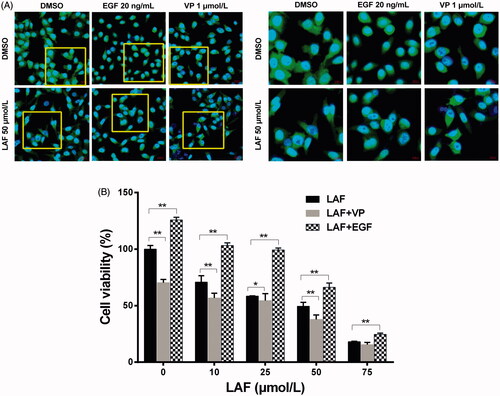 Figure 5. Lappaol F (LAF) decreased the nuclear accumulation of YAP. (A) Cellular location of YAP (green color) in HeLa cells treated with LAF (50 µmol/L), VP (1 µmol/L) or EGF (20 ng/mL) alone or simultaneously for 48 h. YAP was detected by immunofluorescence staining, while the nuclei (blue color) were detected by staining with 4,6-diamino-2-phenyl indole. Pictures at the right side (scale bars: 10,000 nm) are an enlargement of yellow frames in the pictures at the left side (scale bars: 20,000 nm). (B) Viability of HeLa cells treated with LAF (0, 10, 25, 50 or 75 µmol/L) alone or simultaneously with VP (1 µmol/L) or EGF (20 ng/mL) for 48 h measured by sulforhodamine B assay. All data are expressed as the mean ± SD (n = 6). *p < 0.05, **p < 0.01, significantly different from the control group. DMSO: dimethyl sulfoxide; EGF: epidermal growth factor; VP: verteporfin; YAP: Yes-associated protein.