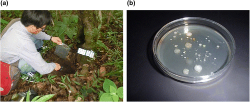 Fig. 4. Soil collection from a forest in Myanmar (a) and isolated microbial strains (b).