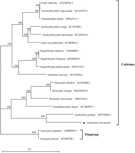 Figure 1. Phylogenetic tree of Cultrinae based on the maximum likelihood (ML) analysis of mitochondrial genome sequence. The bootstrap values for the ML analysis are shown on the nodes. Note the ▲ represents the species in this study.