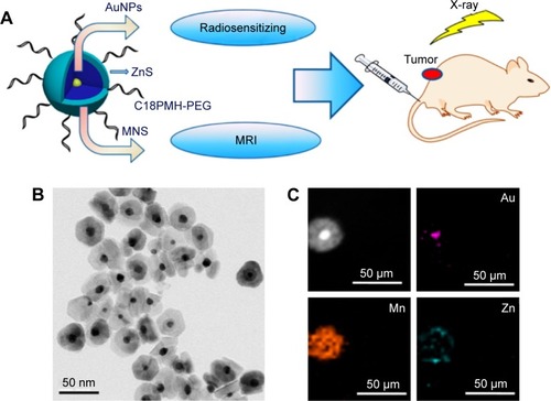 Figure 11 PEG-coated Au@MnS@ZnS core-shell-shell NPs for MRI-guided X-ray irradiation.Notes: (A) Design of Au@MnS@ZnS NPs. (B) Transmission electron microscopy of Au@MnS@ZnS NPs. (C) Elemental mapping (Au, Mn, and Zn) of an Au@MnS@ZnS NP. According to the parameter of TEM and the rod of the figures, we can know that (B) was observed at 400× magnification. (C) was observed at 400× magnification. Reprinted with permission from Li M, Zhao Q, Yi X, et al. Au@MnS@ZnS core/shell/shell nanoparticles for magnetic resonance imaging and enhanced cancer radiation therapy. ACS Appl Mater Interfaces. 2016;8:9557–9564.Citation93 Copyright 2016, American Chemical Society.Abbreviations: AuNPs, gold nanoparticles; C18PMH-PEG, polyethylene glycol-grafted poly(maleic anhydride-alt-1-octadecene).