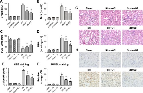 Figure 1 OzoneOP reduced the levels of urea and Cr and prevented renal oxidative stress apoptosis caused by I/R. Sprague Dawley rats were administered with vehicle or OzoneOP following surgery.