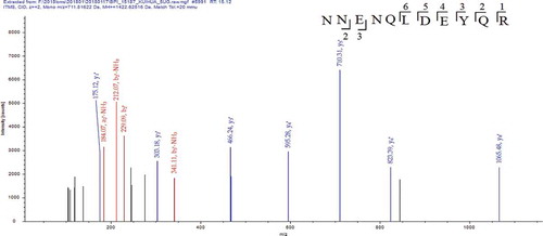 Figure 5. MS/MS spectrum of the peptide NNENQLDEYQR. (MS/MS represents secondary mass spectrometry).Figura 5. Espectro MS/MS del péptido NNENQLDEYQR. (MS/MS representa la espectrometría de masas secundaria).