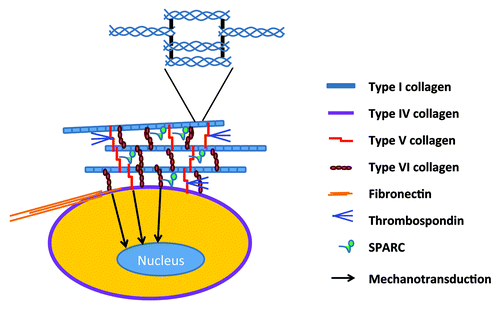 Figure 2. Peri-adipocyte ECM proteins. Each adipocyte is surrounded by basement membrane whose framework is defined by type IV collagen. The most abundant fibrillar structure is provided by the cross-linking of triple-helical type I collagen molecules (enlarged in the inset). Types V and VI collagens form micro-fibers that exist between type I collagen fibers as well as between cell surface and type I collagen fibers. Fibronectin is the key ECM protein that defines cell shape and contractility in close association with type I collagen. Matricelluar proteins, i.e., thrombospondins and SPARC, regulate the fibrilliogenesis of type I collagen and interact with multiple ECM proteins.
