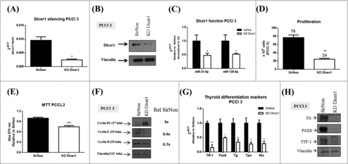 Figure 2. Silencing of Dicer1 in PCCl 3 cells. Cells were transfected with nonsilencing control siRNA (SirNon) or specific Dicer1 siRNA (KD Dicer1) and (A) Dicer1 mRNA and (B) protein levels were assessed by q-RT-PCR and western blot, respectively. (C) Expression of miR-21-5p and miR-125-5p to evaluate Dicer1 function. (D) Number of PCCl 3 cells was counted using trypan blue 48 hours post transfection with SirNon or specific Dicer1 siRNA. (E) In parallel, cell viability was assessed using MTT assay in the same conditions. (F) Expression of cyclin D1, E and B by western blot 48 hours after the transfection of PCCl 3 cells with SirNon or specific Dicer1 siRNA. Densitometry intensity quantification was calculated as ratio target: vinculin and relative to SirNon. (G) mRNA levels of the thyroid differentiation markers Ttf-1, Pax8, Tg, Tpo and Nis 48 hours after the transfection of PCCl 3 cells with SirNon or specific Dicer1 siRNA were evaluated by q-RT-PCR. (H) Protein levels of thyroglobulin (TG), PAX8 and TTF-1 were assessed by western blot in the same conditions. Data were relative to SirNon. Vinculin was used as loading control for western blot. Rpl4 and pseudogene U6 were used as housekeeping for q-RT-PCR of mRNA and miR levels, respectively. p < 0.05, p < 0.01; p < 0.001.