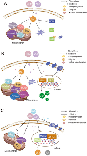 Figure 3. Mechanism of synergistic application of DHM with ADR (A: DHM enhances the antitumor activity of ADR in a p53-dependent manner and prevents ADR-induced DIC by inhibiting MDM2-mediated degradation of ARC ubiquitination; B: DHM downregulates P-gp by blocking the ERK pathway, causes intracellular Ca2+ accumulation by inhibiting SORCIN, induces apoptosis and reverses MDR through the mitochondrial, endoplasmic reticulum and p53 pathways; C: Combination of DHM and ondansetron (OND) suppresses P-gp expression by downregulating SORCIN, p-ERK and p-Akt expression, thereby enhancing the antitumor activity of ADR.).