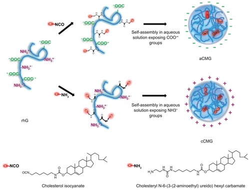 Figure 2 Illustration of the synthesis of aCMG and cCMG from rhG and their self-assembly in aqueous solution.Notes: For aCMG, cholesterol isocyanate is conjugated with the amino groups of the lysine moieties of rhG and dispersed in aqueous solution to expose the free COO−groups, thereby attaining an overall negative charge. On the other hand, during the synthesis of cCMG, amino-modified cholesterol reacts with the COOH groups of aspartate and glutamate present in rhG. These disperse on hydration and expose free NH3+ groups to attain an overall positive charge.Abbreviations: aCMG, anionic cholesterol-modified gelatin; cCMG, cationic cholesterol-modified gelatin; rhG, recombinant human gelatin.