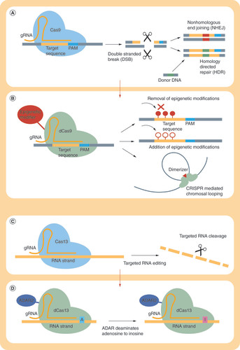 Figure 2. Epigenome and RNA editing via CRISPR. (A) Cas protein (light blue) binds DNA target sequence (orange) via guide RNA (orange line) near protospacer adjacent motif (PAM) (blue). This leads to cleavage of the target sequence due to nuclease activity of the Cas protein, producing double-stranded breaks that will be mend by the endogenous DNA repair machinery. (B) dCas lacks the ability to induce breaks in target sequences. However, can still bind to target sequences via gRNAs and add/remove specific epigenetic marks or modulate chromosome looping. (C) Cas13, guided by gRNA, targets the RNA (yellow) molecule for cleavage. (D) However, dCas13 juxtaposed with ADAR2 carries out RNA editing by converting A to I.ADAR: Adenosine deaminase acting on RNA; dCas9: Nuclease-defective Cas9; gRNA: Guide RNA.