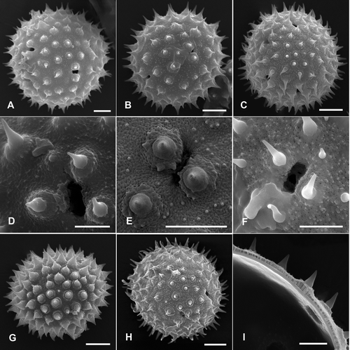 Figure 4. Pollen grains of Palaua and Fuertesimalva species (Malveae, Malvaceae) with detailed views of sexine sculpturing and apertures (SEM): A, D. P. weberbaueri; B, E. Palaua sp. nov.; C, F. Fuertesimalva peruviana; G. F. echinata; H. F. limensis; I. Palaua rhombifolia, interior of pollen grain and section of exine. Scale bars – 10 μm (A–C, G–I); 5 μm (D–F).