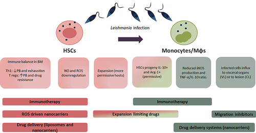 Figure 2 Interplay of Leishmania and its cellular hosts: HSCs and monocytes. Hematopoietic stem cells (HSCs) respond to Leishmania infection. During this process, the microenvironment of the bone marrow (BM) changes, an inflammatory Th1 response usually prevents parasite expansion although infection can lead to local T-cell exhaustion, whereas an abundance of a regulatory environment, leaded by regulatory T cells (T regs) result in an elevated parasitic burden (PB) and is related to drug resistance. The nitric oxide (NO) and reactive oxygen species (ROS) production is also reduced and allows the generation of a permissive environment for the parasite. Although HSCs expand and differentiate to fight the infection, the resulting monocytes become the main host for the parasite, therefore resulting detrimental for the host. These newly differentiated monocytes express IL-10 and arginase (Arg)-1, and a reduction in iNOS and TNF-α, the characteristic phenotype that allows parasite survival. Finally, monocytes play a role by migrating to either the visceral organs in visceral leishmaniasis (VL) or to the skin lesion in cutaneous leishmaniasis (CL) with different roles for each manifestation. All this process can be targeted by the use of different therapies (bold), such as immunotherapies to reinstall the immune balance and favor an inflammatory response which allows parasite killing, also nanocarriers could be used to develop drugs directly to the infected cells. Other drugs limiting the expansion of HSCs could stop the generation of more cellular hosts as the monocytes, whereas migration of monocytes can also be driven into a favorable result for the patient.