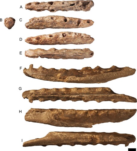 FIGURE 11. Partial pterosaur dentaries derived from the upper Albian Toolebuc Formation. A–E, Aussiedraco molnari holotype QM F10613 in A, dorsal, B, anterior, C, right lateral, D, left lateral, and E, ventral views. F–I, partial mandible, QM F44423 in F, left lateral, G, dorsal, H, right lateral, and I, ventral views. All photographs taken by S.F.P. Scale bar equals 10 mm.