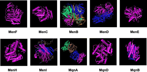 Figure 8. Crystal structures of menaquinone biosynthetic enzymes. (A) MenF from E. coli (PDB ID: 2EUA). (B) MenC from E. coli (PDB ID: 1FHU). (C) MenB from E. coli (PDB ID: 3T89). (D) MenD from E. coli (PDB ID: 3HWX). (F) MenE from E. coli (PDB ID: 5C5H). (G) MenH from E. coli (PDB ID: 4GDM). (H) MenI from E. coli (PDB ID: 4K4B). (I) MqnA from Deinococcus radiodurans (PDB ID: 216E). (J) MqnD from Thermus thermophilus HBB (PDB ID: 3A3U). (K) MqnB from Helicobacter pylori (PDB ID: 4BMX).