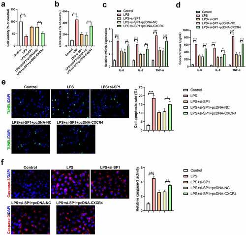 Figure 3. Overexpression of CXCR4 abolishes the protective effects of SP1 silencing on LPS-induced injury in H9c2 cells. H9c2 cells were transfected with si-SP1 alone or together with pcDNA-CXCR4, and then treated with 10 μg/mL of LPS for 24 h. (a) Cell viability was examined using CCK-8 assay. (b) The release of LDH was examined using a commercial kit. (c) qRT-PCR and (d) ELISA assays were performed to determine the levels of TNF-α, IL-8, and IL-6 in H9c2 cells. (e) TUNEL staining was used to evaluate the apoptosis of H9c2 cells. (f) The activity of caspase-3 was measured to assess cell apoptosis. *P < 0.05, **P < 0.01, ***P < 0.001.