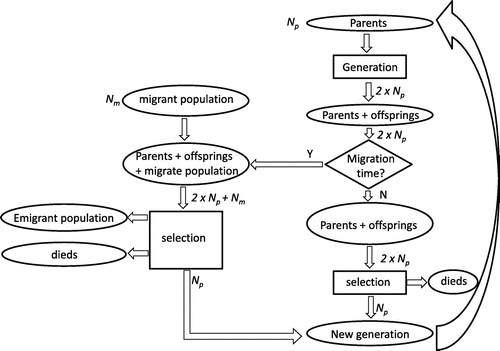 Figure 2. The flow chart of the first variant of migration NSGA algorithm: MNSGA-1; the migration occurs after the genetic operator.