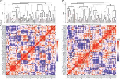 Figure 3. Correlated miRNA–miRNA expression dendrograms and heat maps across three brain regions by maternal separation and sex. Significantly altered interaction effect miRNAs across the prefrontal cortex, amygdala and hippocampus were included in this correlation and hierarchical clustering analysis in R. Correlation heat maps for (A) male controls, (B) male MS, (E) female controls and (F) female MS animals show patterns of miRNA–miRNA correlation across the brain; each of the k = 3 clusters is marked by a colored outline in the dendrogram and height is an arbitrary unit estimating the distance between different clusters. For each group – (C) male controls, (D) male MS, (G) female controls and (H) female MS – significantly correlated miRNAs (false discovery rate <0.05) were narrowed to look across regions. Positive correlations are shown in red and negative correlations in blue; thicker lines indicate a more significant correlation.MS: Maternal separation.