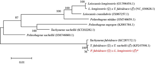 Figure 1. The evolutionary tree with 10 typical Leiocassis and Pelteobagrus family. *The hybrid of P. fulvidraco (♀)×L. longirostris (♂) (accession number: MF583740) in the position of the evolutionary tree. Numbers above branches are bootstrap values by 1000 replicates. The 10 typical Siluriformes species according to their classification can be divided into four families, represented by ‘}’. The Genbank accession numbers of the sequences for the other 20 kinds of fishes were used in the tree as follows: L. crassilabris (JX867257.1), L. longirostris (GU596454.1), L. longirostris (♀)×T. fulvidraco (♂) (NC_030628.1), P. eupogon (KJ001784.1), P. vachellii (HM746660.1), P. nitidus (HM746659.1), Tachysurus fulvidraco (KC287172.1), T. fulvidraco×T. vachelli (KP247598.1), T. vachellii (KT202282.1).