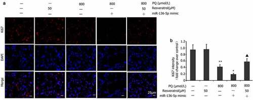 Figure 8. Impact of resveratrol plus miR-136-5p mimic on Ki67 expression in PQ-induced PC12 cells. In order to evaluate if miR-136-5p affected the Ki67 expression in PQ-induced PC12 cells, the cells were transfected using a miR-136-5p mimic in the presence of PQ (800 umol/L) and resveratrol (50 μM) for 24 h. Ki67 was detected by immunofluorescence, and fluorescence intensities were measured. All data are expressed as the mean ± SEM. **P < 0.01 versus the control group and only resveratrol group. #P < 0.05 versus the PQ group. ▲P < 0.05 versus the miR-136-5p mimic + PQ group.