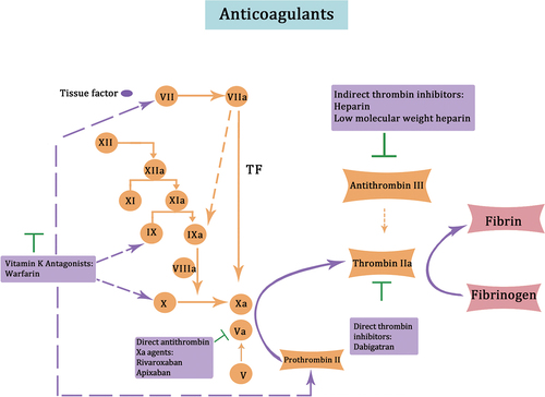 Figure 7. Mechanisms of action of major anticoagulant agents. indirect thrombin inhibitors, such as heparin and low molecular weight heparin, increase antithrombin III activity and inhibit the activation of coagulation factors. Vitamin K antagonists, like warfarin, antagonize vitamin K to reduce the hepatic synthesis of plasminogen, as well as factors VII, IX, and X. Direct thrombin inhibitors, such as dabigatran and sodium aprotinin, inhibit thrombin activity directly and prevent the cleavage of fibrinogen into fibrin. Direct antithrombin xa agents, such as rivaroxaban and apixaban, directly inhibit coagulation factor xa activity and inhibit the process of coagulation.