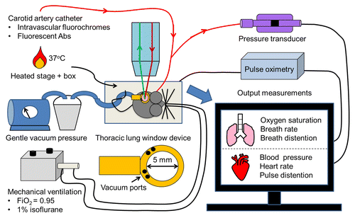 Figure 2. Schematic of our TPE imaging setup. A catheter is placed into the carotid artery to enable iv delivery of intravascular fluorochromes and fluorescent antibodies. The mouse is intubated to facilitate mechanical ventilation and delivery of 1% isoflurane with FiO2 of 0.95. The temperature of the mouse is maintained with a heated stage and a temperature controlled enclosure surrounding the TPE microscope stage. Gentle vacuum suction is applied to the thoracic window device to immobilize a small region of the left lobe of the lung against a cover glass. TPE imaging is performed with a NIR laser. In the objective, red denotes excitation and green denotes emission fluorescence. The carotid artery catheter is also connected to a pressure transducer to monitor blood pressure during imaging. Pulse oximetery is used to monitor blood oxygen saturation, breath rate, breath distension, heart rate, and pulse distention.