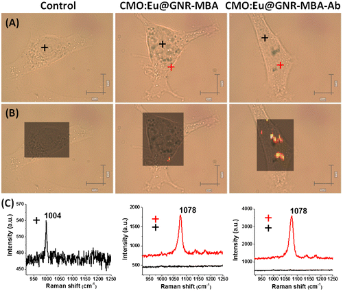 Figure 6. (A) Raman bright-field images of A549 cells without treatment and treated with CMO:Eu@GNR-MBA or CMO:Eu@GNR-MBA-Ab for 2 h (peak at 1078 cm−1 from MBA was selected for mapping). Scale bar: 10 μm (horizontal), 5 μm (vertical). (B) Raman streamline mapping and (C) the corresponding Raman spectra of A549 cells without treatment and treated with CMO:Eu@GNR-MBA or CMO:Eu@GNR-MBA-Ab NPs for 2 h.