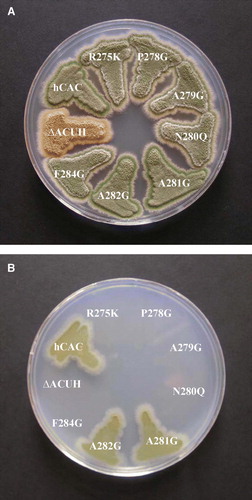 Figure 2.  Growth analysis on glucose and acetate minimal medium of Aspergillus nidulans strains expressing different human CACs. A. nidulans single-copy transformants expressing the following versions of the hCAC: wild-type (hCAC) and R275K, P278G, A279G, N280Q, A281G, A282G, F284G mutants were streaked out on plates containing 1% glucose minimal medium (A) or 0.1 M acetate minimal medium (B) and incubated at 37°C for 3 days. The A. nidulans ΔacuHT14 (ΔACUH) strain was cultivated as a negative control. This Figure is reproduced in colour in Molecular Membrane Biology online.