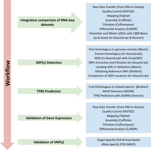 Figure 1. Workflow summary of the analysis approaches implemented in this study. TFBS, transcription factor binding sites; SNP, single-nucleotide polymorphisms.