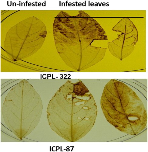 Figure 2. Generation of ROS in Helicoverpa infested and un-infested leaves of ICPL-332 and 87 of the same plant after 12 h of Helicoverpa infestation.