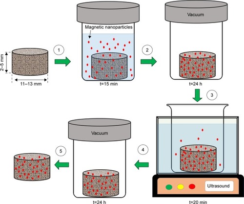 Figure 4 Schematic presentation of scaffolds magnetization process: (1) scaffold is immersed in 1 mL of ferrofluid for 15 min; (2) scaffold is freeze-dried for 24 h; (3) scaffold is rinsed with deionized water under ultrasonication for 20 min; (4) scaffold is freeze-dried for 24 h; and (5) magnetized scaffold is obtained.